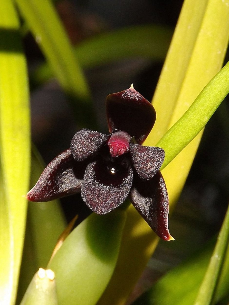 Brasiliorchis schunkeana Орхидея
