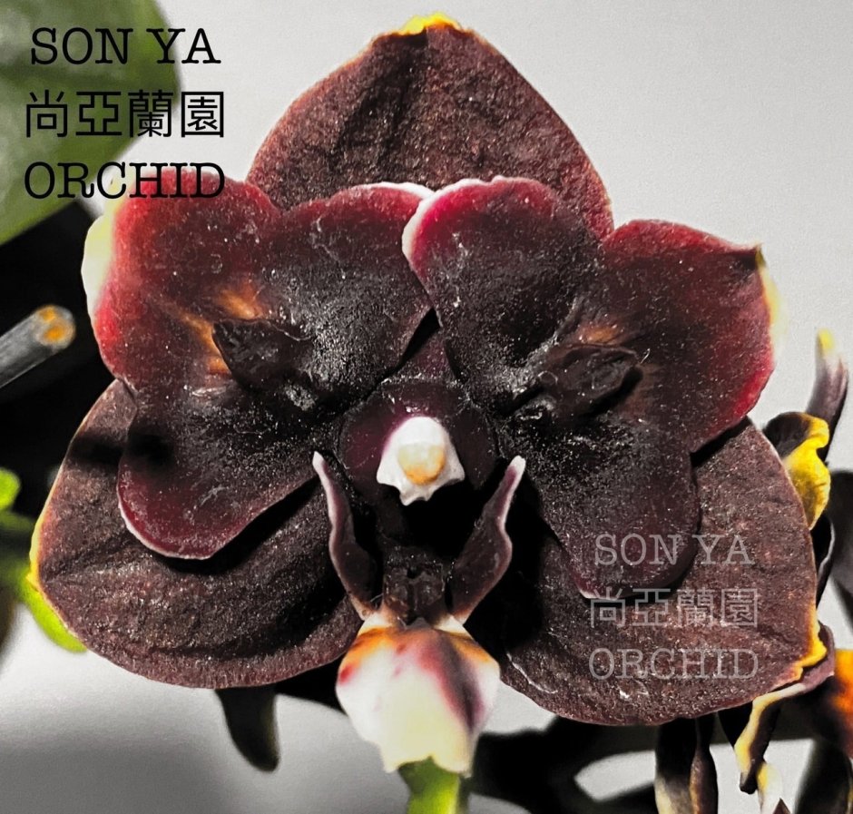 Орхидея WTR от son ya