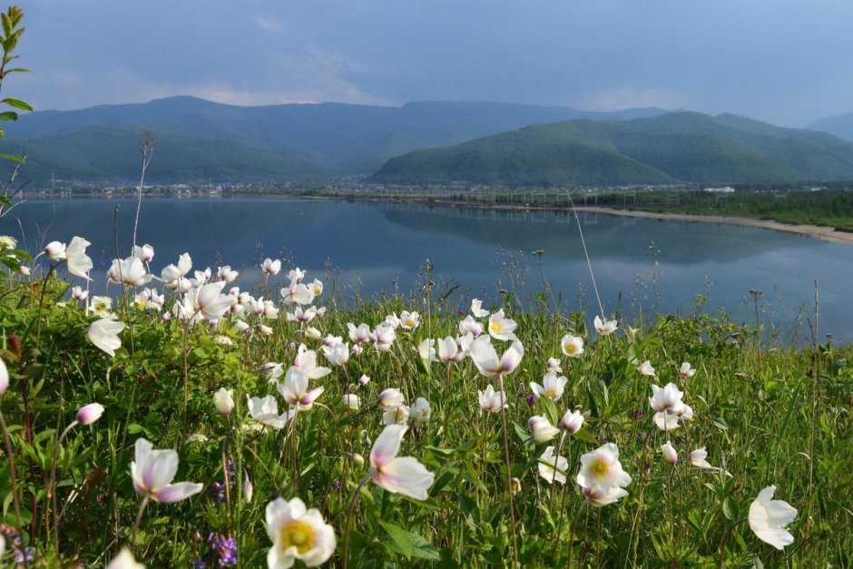 Озеро Байкал растения