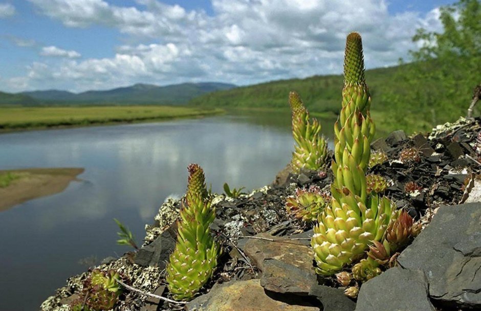 Эндемики Байкала растения