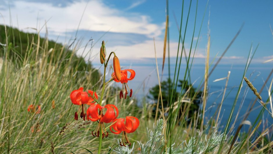 Озеро Байкал цветет саранка