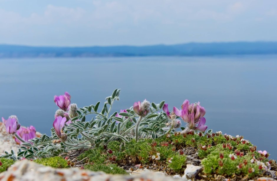 Растения эндемики озера Байкал