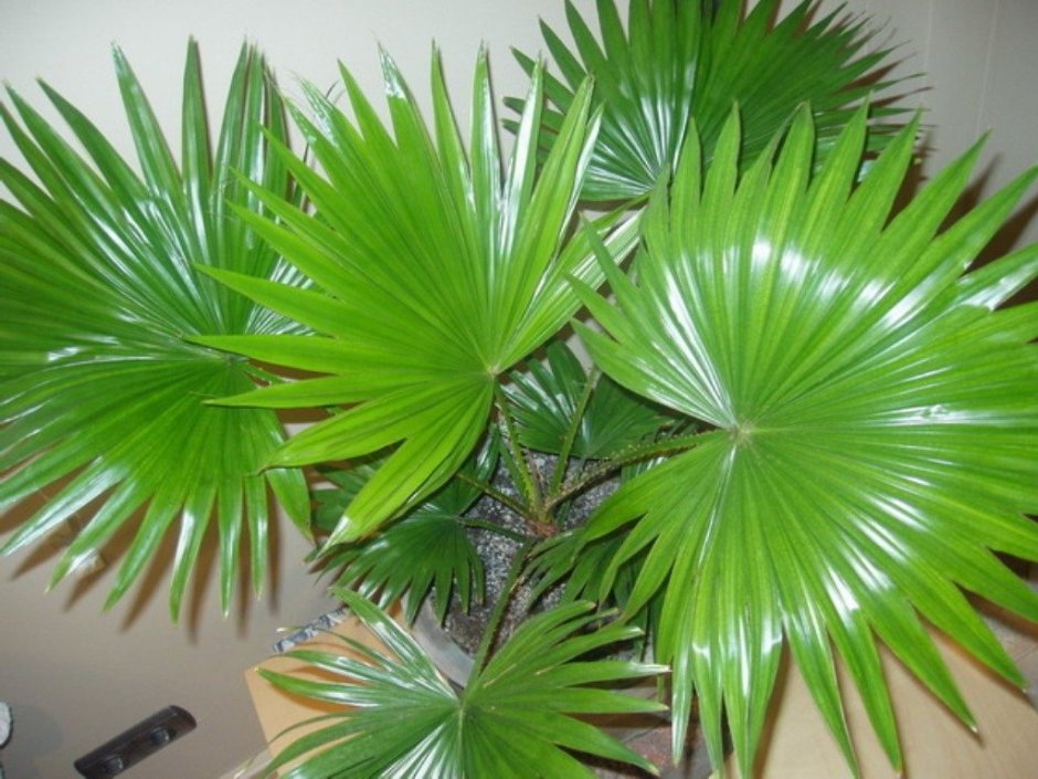 Пальмы комнатные растения