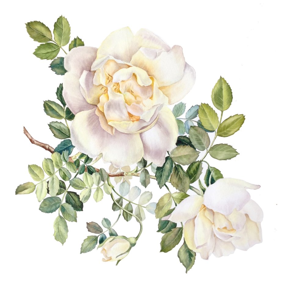 Акварельный роза (Анастасия Колбина)