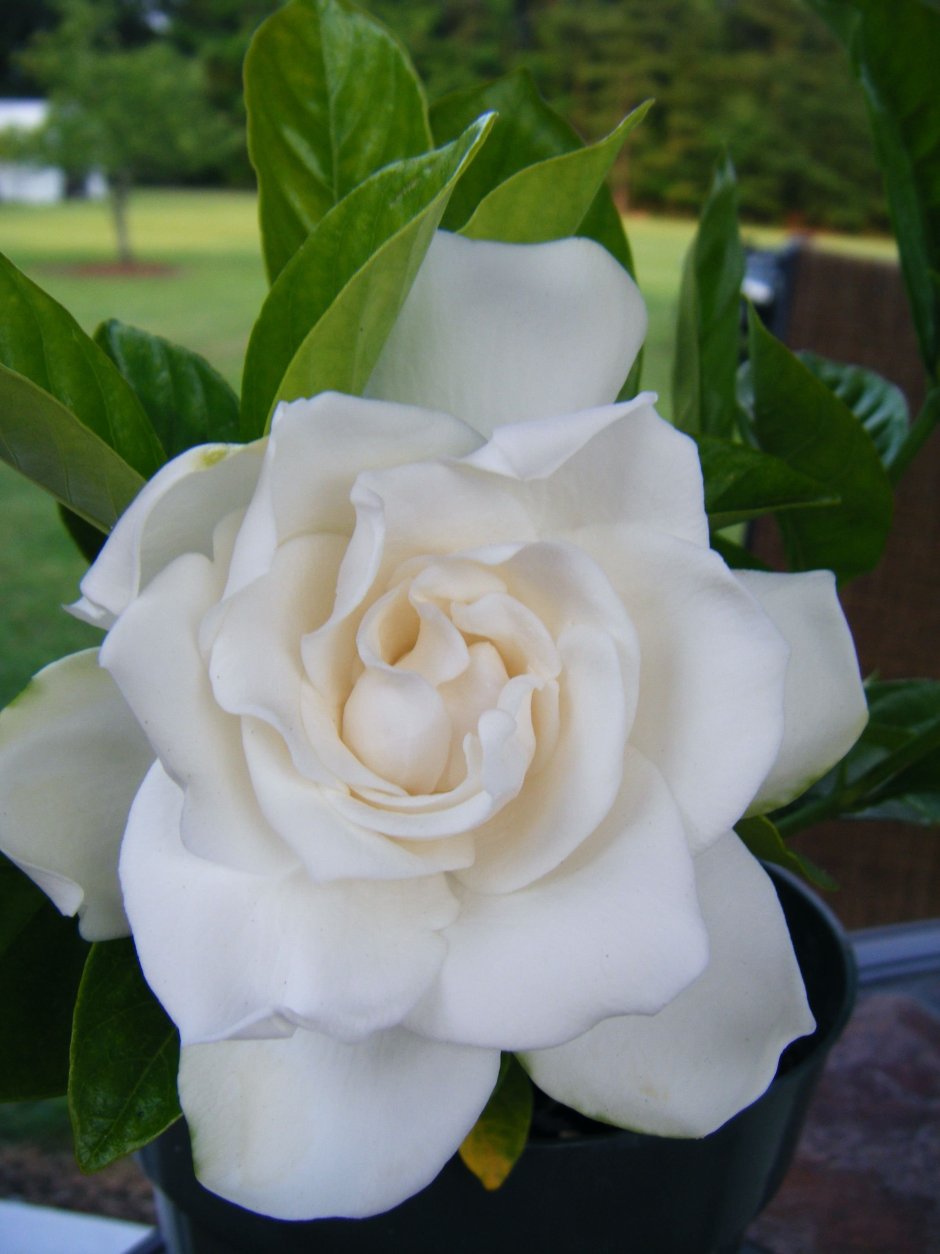 Гардения белоснежная роза