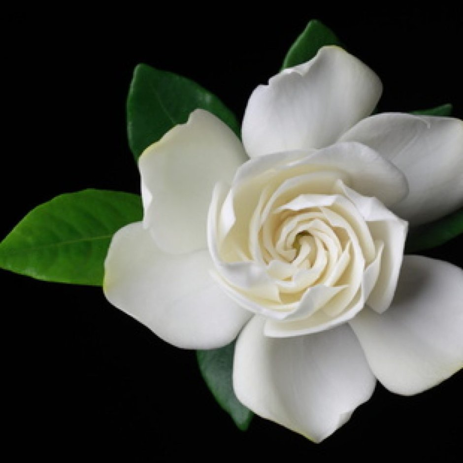 Гардения Жасминовая белоснежная роза кольцом