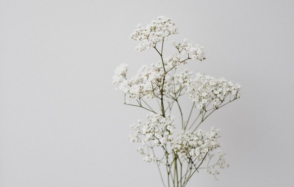 Мелкие белые цветы для букетов