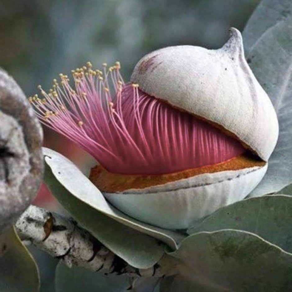 Экзотические цветы Австралии