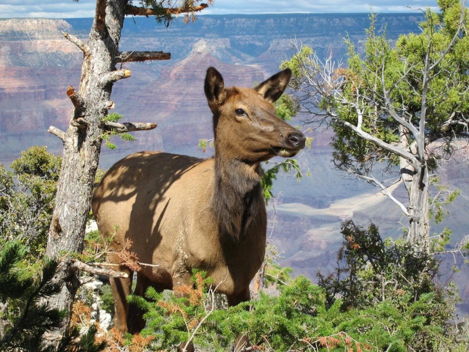 Национальный парк Гранд-каньон фауна