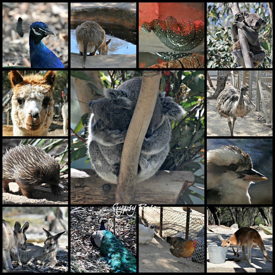 Коллаж животных Австралии
