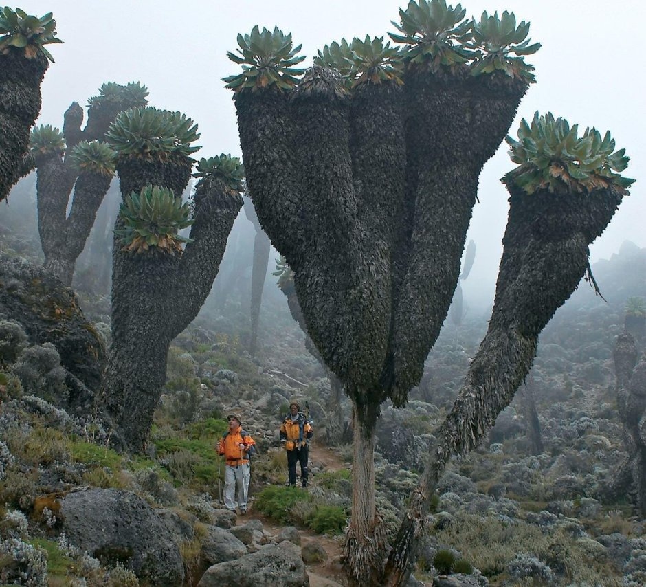 Доисторические растения на горе Килиманджаро