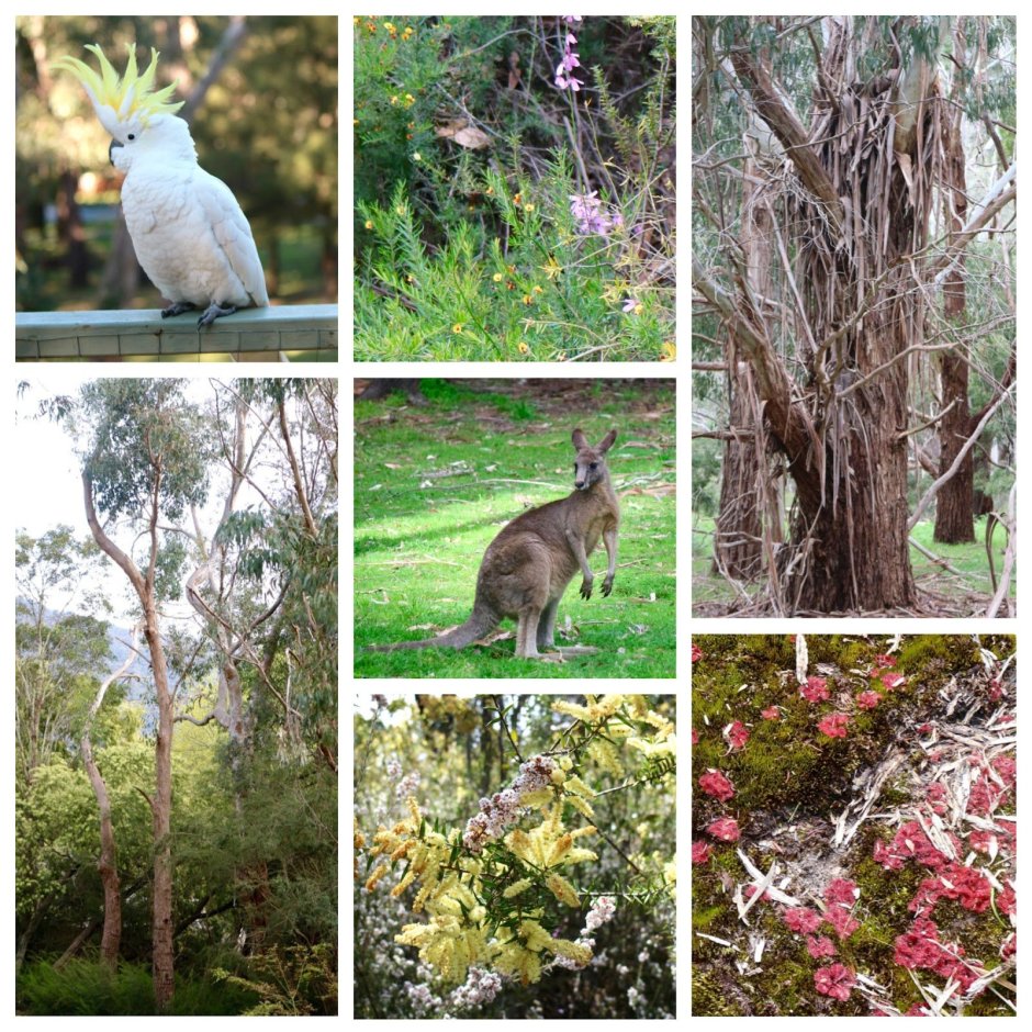 Флора и фауна Австралии