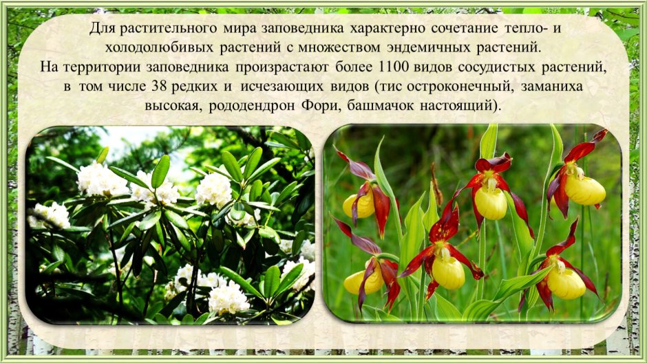 Карточки заповедные растения России для детей
