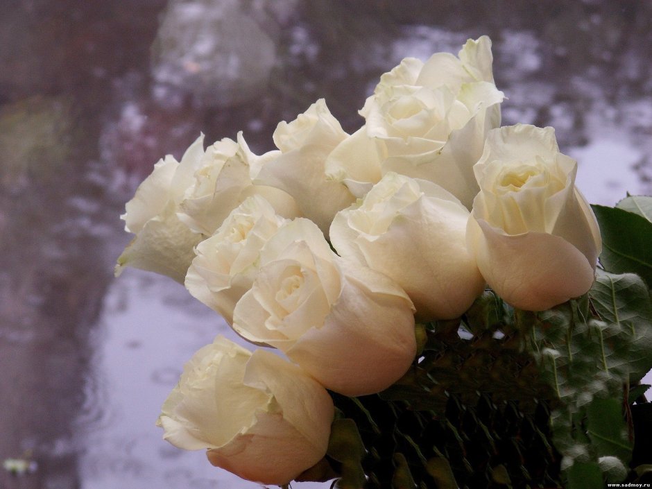 Белые розы зимой