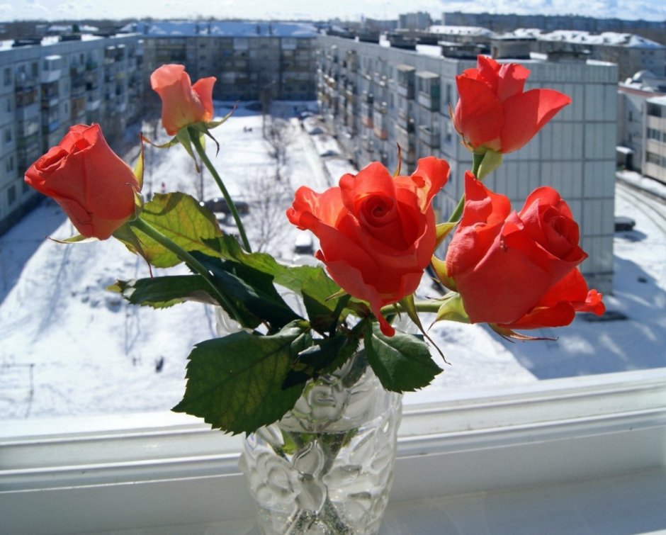 Цветы на окне зимой