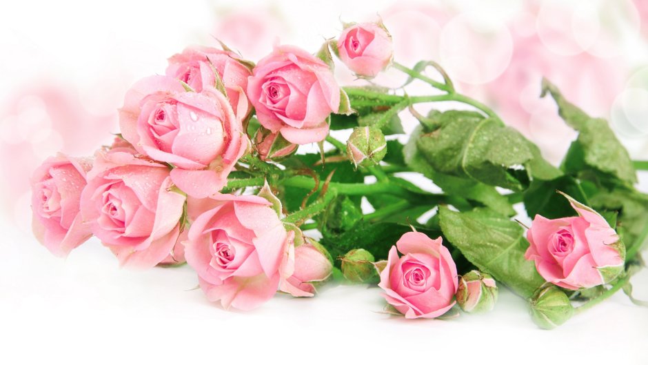 Розы розовые свежие красивые