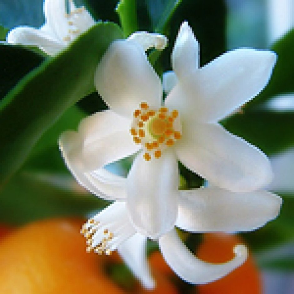 Флер де оранж цветы