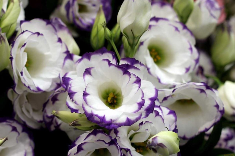 Эустома (Lisianthus)