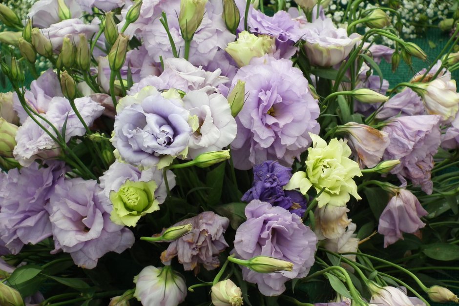 Эустома (Lisianthus)