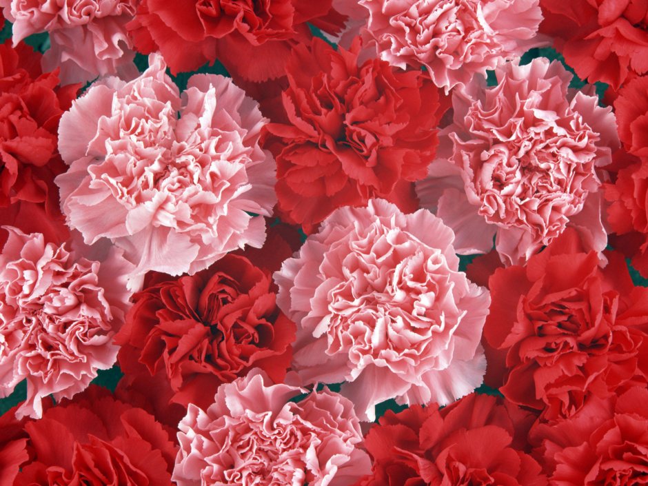 Гвоздика Carnation