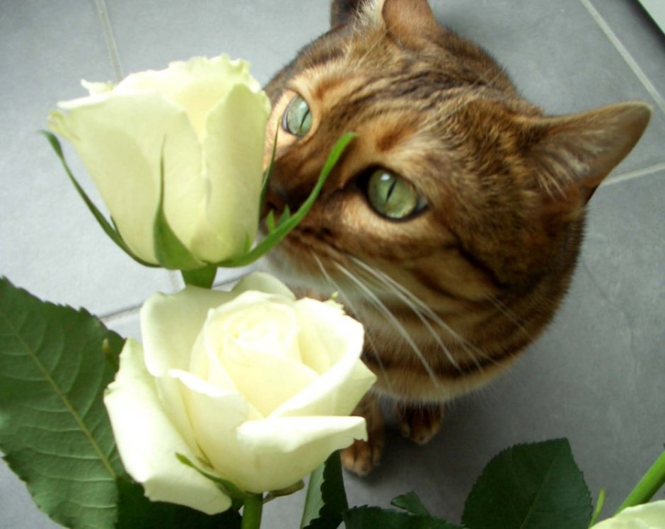 Котик с розой