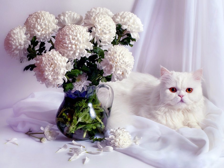 Красивая цветы с белой кошкой