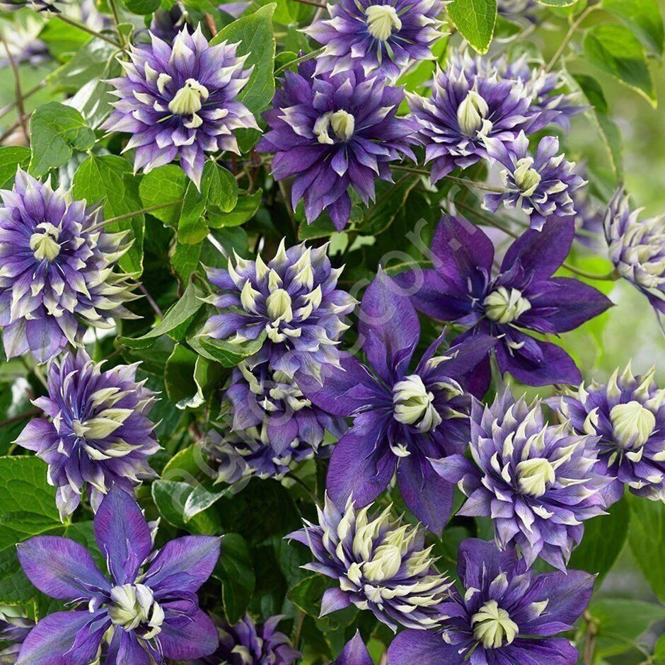 Клематис Clematis Taiga