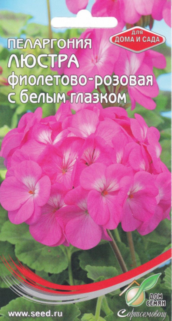 Пеларгония люстра фиолетово-розовая с белым глазком