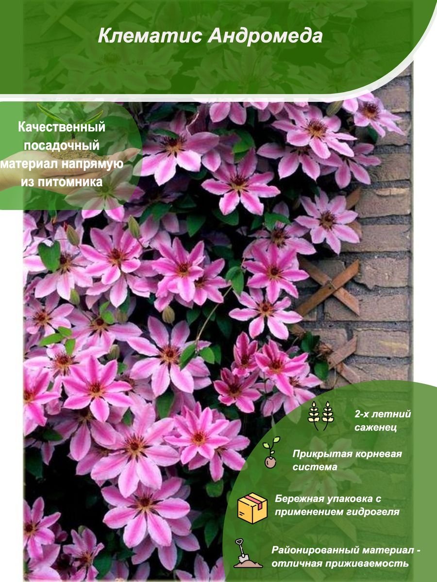 Клематис Clematis Andromeda