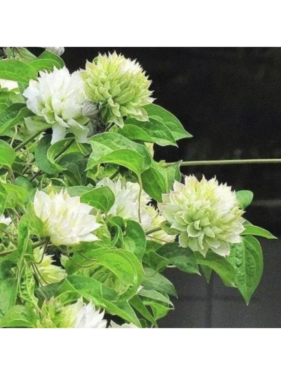 Клематис (Clematis Midori)