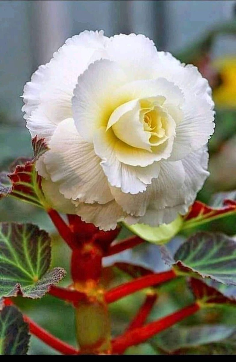 Цветок бегония белая