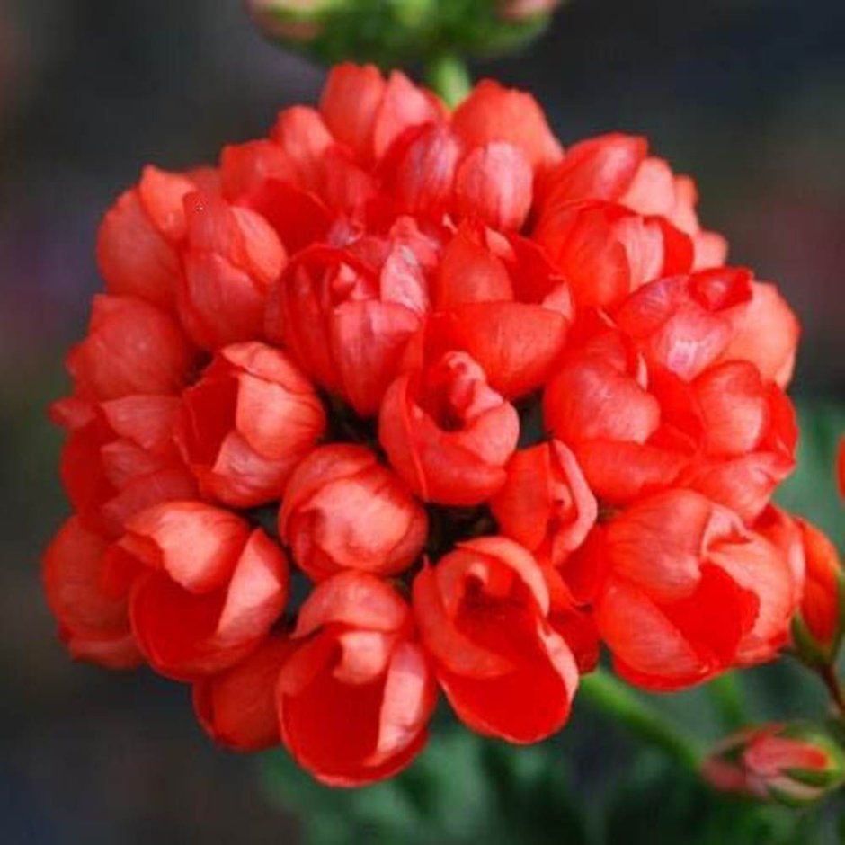 Тюльпановидная герань Red pandora