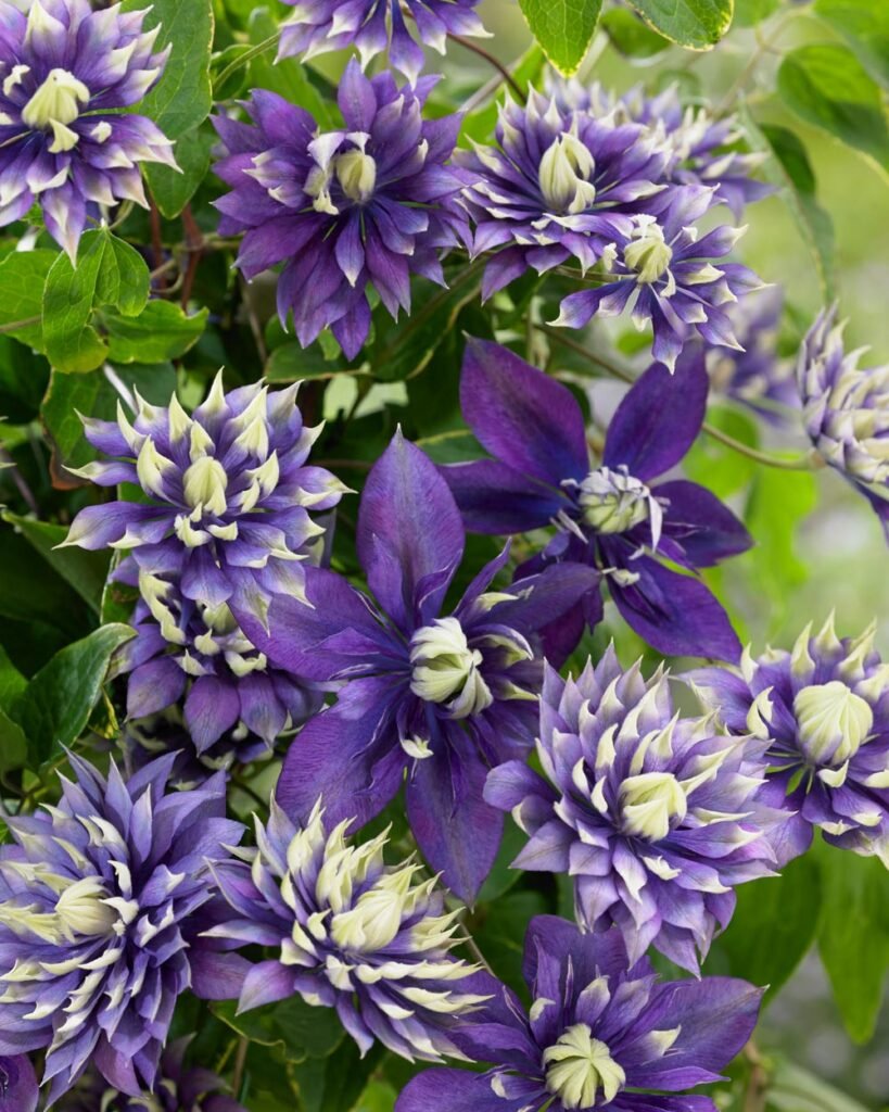 Клематис Clematis Taiga