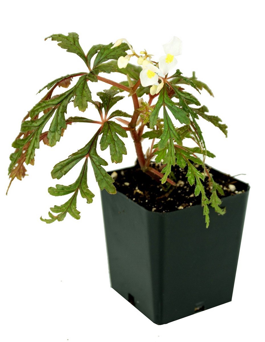 Бегония (Begonia polilloensis