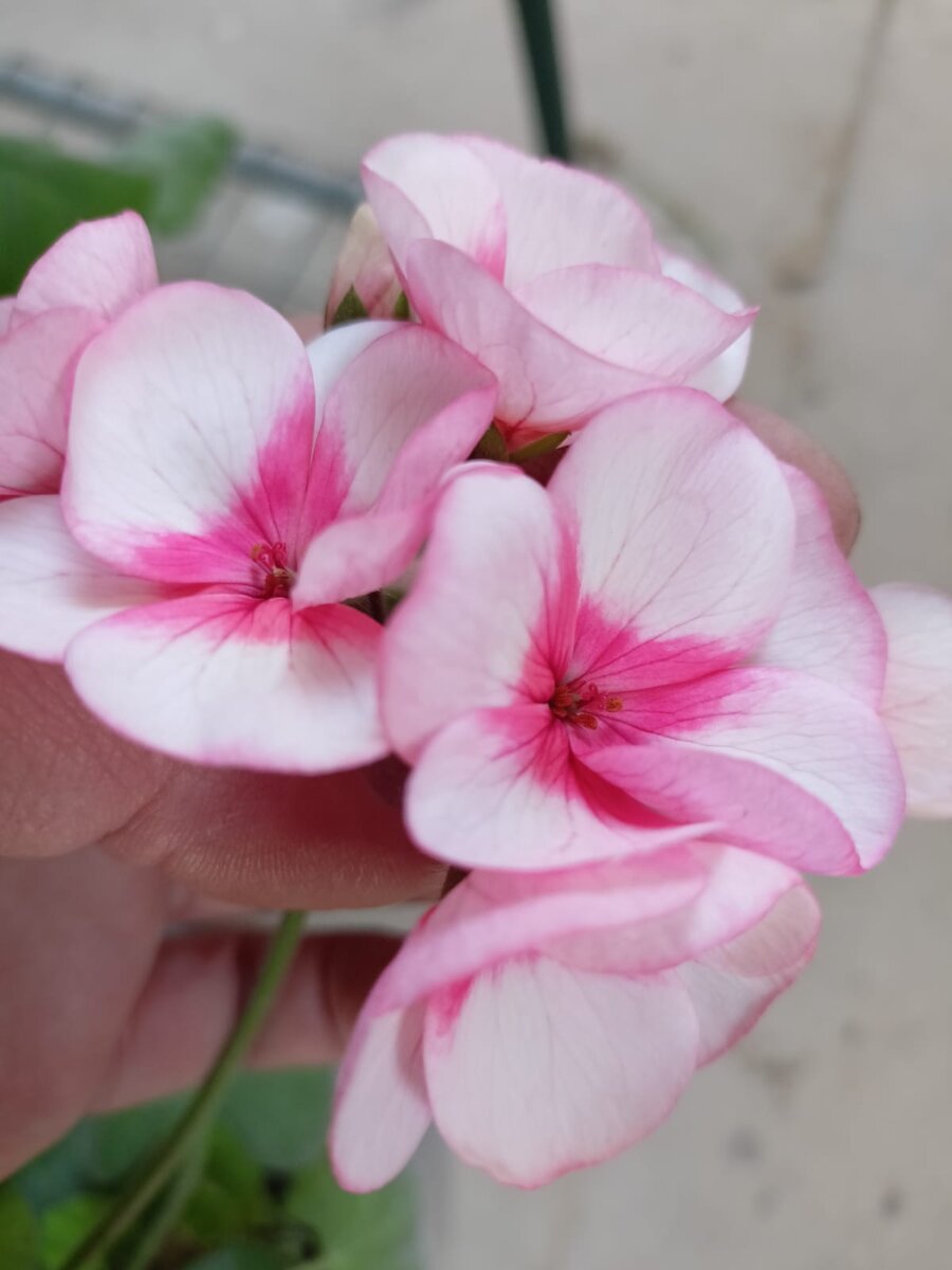 Пеларгония Маверик бело-розовая