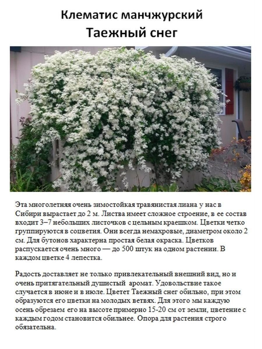 Клематис снежок