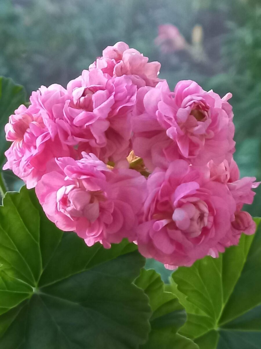 Розебудная Australian Pink Rosebud