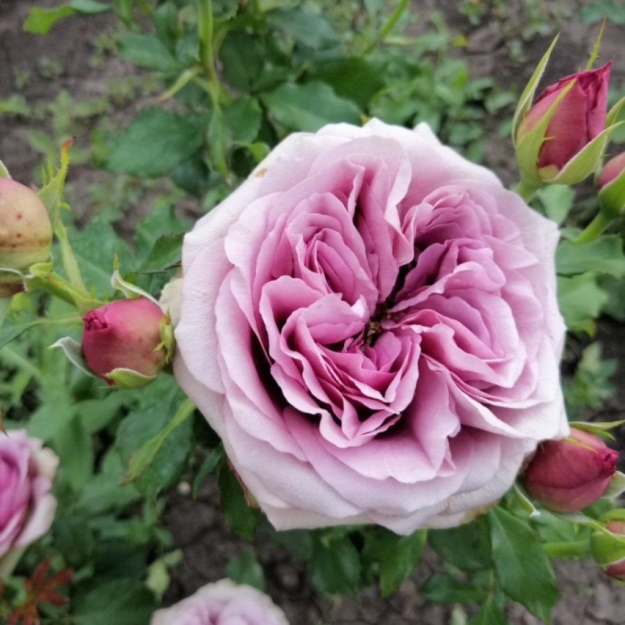 Роузфилд роза