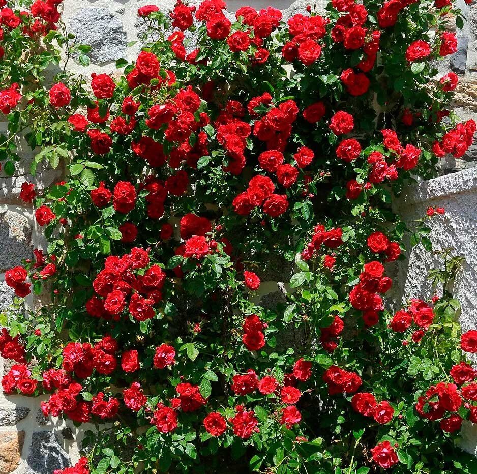 Розы плетистые Амадеус