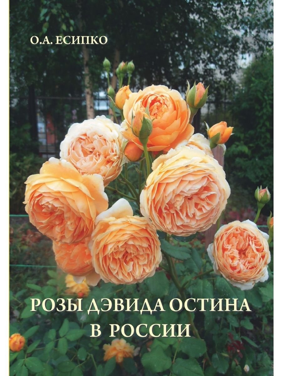 Книга английские розы Дэвида Остина