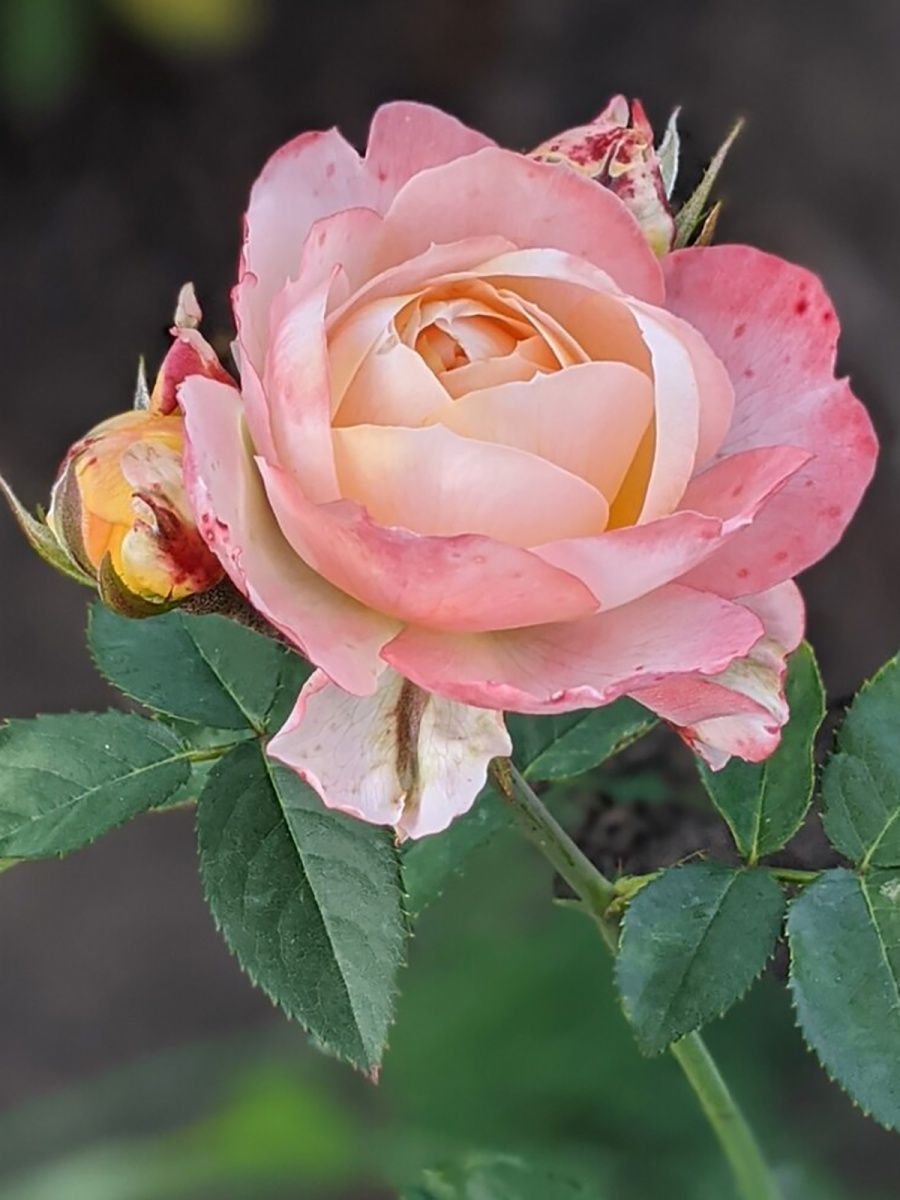 Японская роза принцесса Сакура