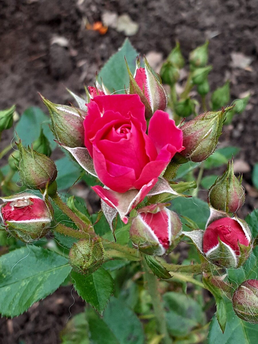 Роза тирамису