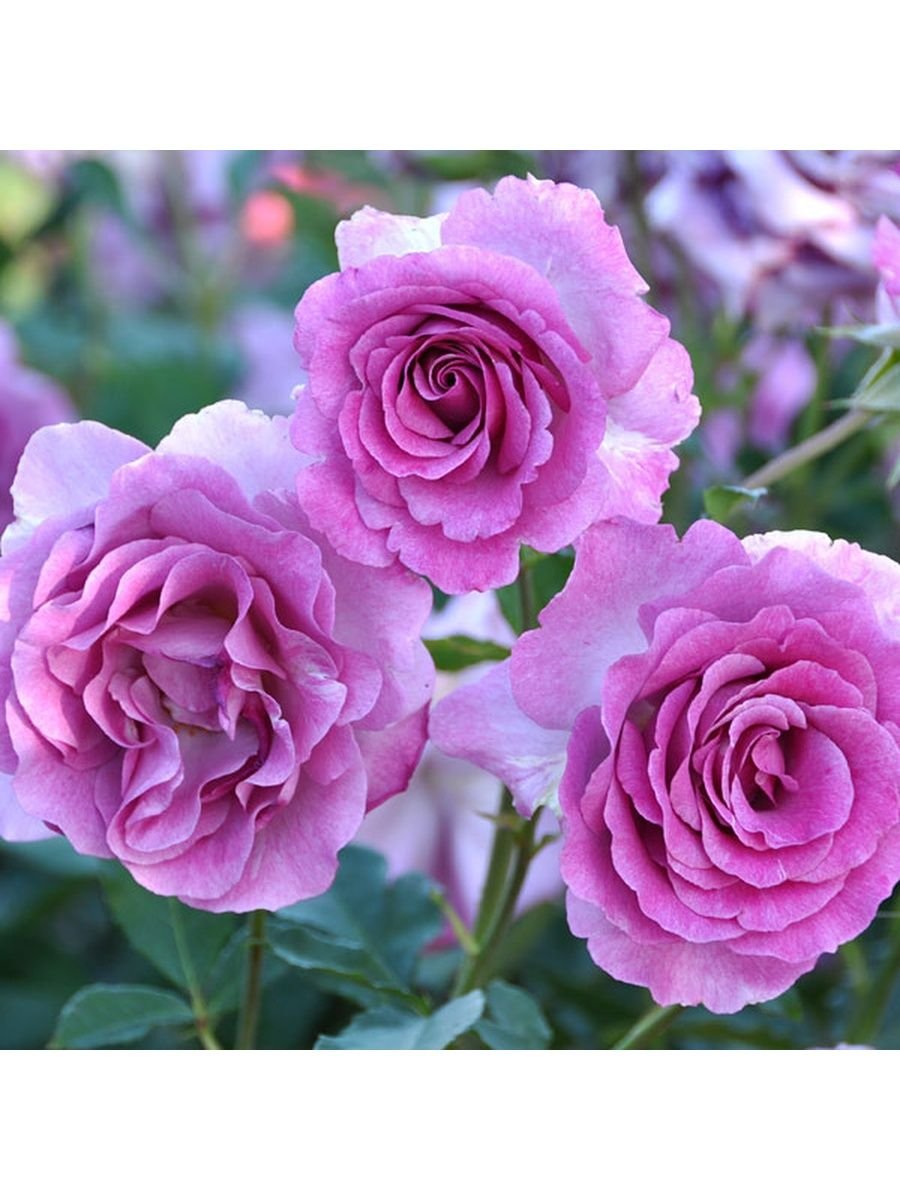 Роза Melody parfumee