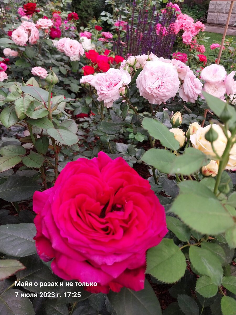 Цветущие розы в саду