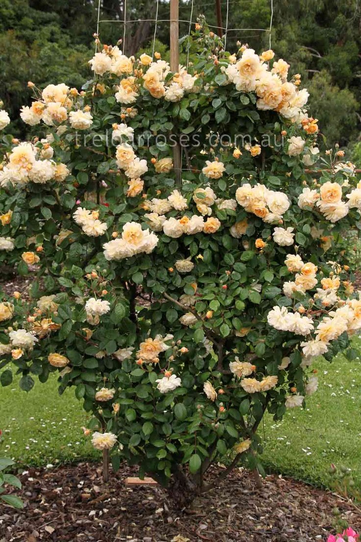 Buff Beauty роза