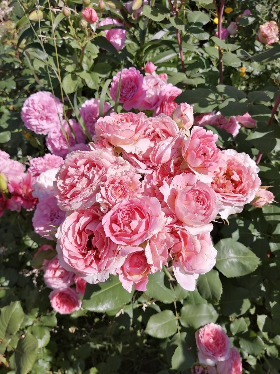 Elodie Gossuin роза
