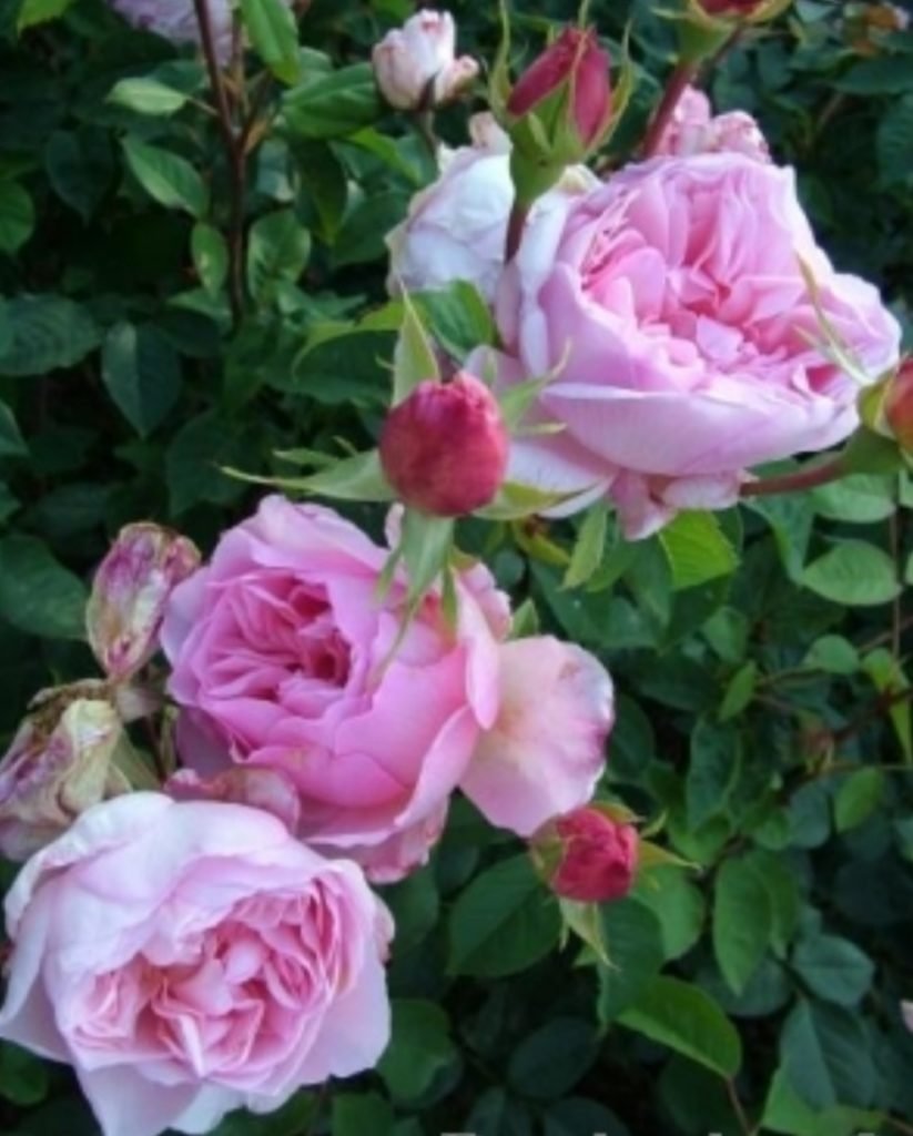 Роза Соня Рикель роза