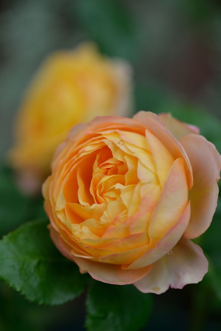 Роза оранж Беби