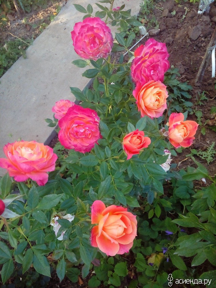 Baby Romantica роза
