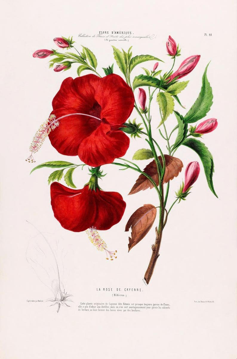Красный цветок Ботаническая иллюстрация